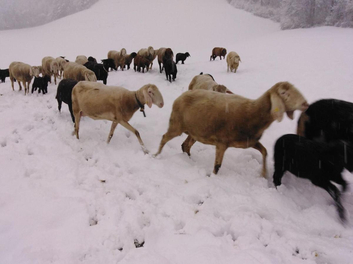 Holiday On An Organic Farm In Hart Im Zillertal Exterior foto